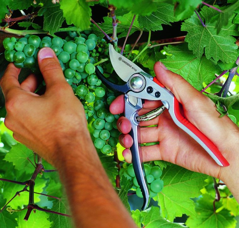 Секатор для винограда можно использовать любой, но лучше всего выбрать универсальный плоскостной или контактный.